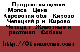 Продаются щенки Мопса › Цена ­ 15 000 - Кировская обл., Кирово-Чепецкий р-н, Кирово-Чепецк г. Животные и растения » Собаки   